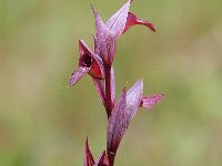 Serapias vomeracea 7, Saxifraga-Bart Vastenhouw