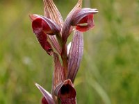 Serapias vomeracea 8, Saxifraga-Hans Dekker
