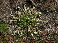 Sesamoides pygmaea 1, Saxifraga-Dirk Hilbers