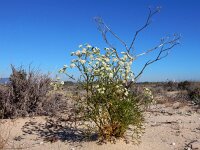 Seseli tortuosum 3, Saxifraga-Ed Stikvoort