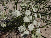 Seseli tortuosum 5, Saxifraga-Ed Stikvoort