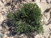 Seseli tortuosum 6, Saxifraga-Ed Stikvoort