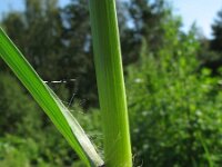 Setaria parviflora 2, Saxifraga-Rutger Barendse