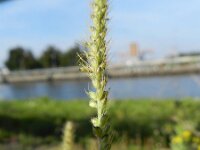 Setaria parviflora 4, Saxifraga-Rutger Barendse