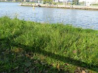 Setaria parviflora 7, Saxifraga-Rutger Barendse