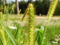 Setaria pumila 10, Geelrode naaldaar, Saxifraga-Rutger Barendse