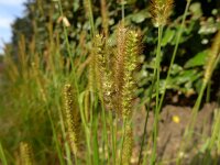 Setaria pumila 12, Geelrode naaldaar, Saxifraga-Jelle van Dijk