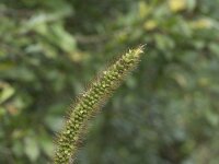 Setaria pumila 13, Geelrode naaldaar, Saxifraga-Willem van Kruijsbergen