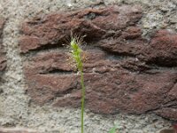 Setaria pumila 16, Geelrode naaldaar, Saxifraga-Ed Stikvoort