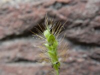 Setaria pumila 17, Geelrode naaldaar, Saxifraga-Ed Stikvoort