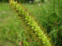 Setaria pumila 2, Geelrode naaldaar, Saxifraga-Rutger Barendse