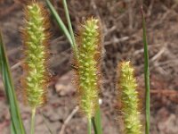 Setaria pumila 3, Geelrode naaldaar, Saxifraga-Jan Willem Jongepier