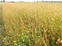 Setaria pumila 6, Geelrode naaldaar, Saxifraga-Rutger Barendse