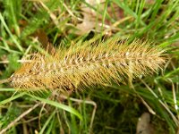 Setaria pumila 9, Geelrode naaldaar, Saxifraga-Rutger Barendse