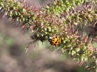 Setaria verticillata 4, Kransnaaldaar, Saxifraga-Rutger Barendse