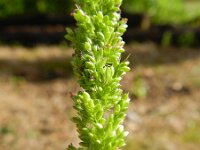 Setaria verticillata 5, Kransnaaldaar, Saxifraga-Rutger Barendse