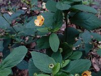 Sida rhombifolia 2, Saxifraga-Ed Stikvoort