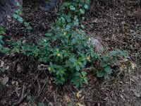 Sida rhombifolia 3, Saxifraga-Ed Stikvoort