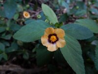 Sida rhombifolia 6, Saxifraga-Ed Stikvoort