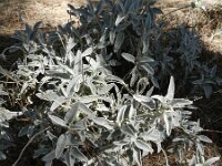 Sideritis dasygnaphala 2, Saxifraga-Rutger Barendse