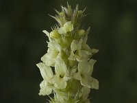 Sideritis hyssopifolia 1, Saxifraga-Jan van der Straaten