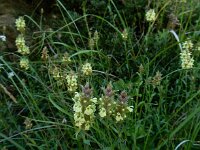 Sideritis hyssopifolia 10, Saxifraga-Ed Stikvoort : Poncebos - Cordiñanes de Valdeón s9900
