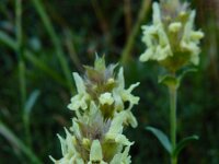 Sideritis hyssopifolia 14, Saxifraga-Ed Stikvoort : Poncebos - Cordiñanes de Valdeón s9900