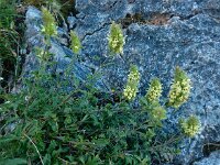 Sideritis hyssopifolia 15, Saxifraga-Ed Stikvoort : pas Pandebano - Naranjo de Bulnes s9900
