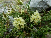 Sideritis hyssopifolia 16, Saxifraga-Ed Stikvoort : Poncebos - Cordiñanes de Valdeón s9900