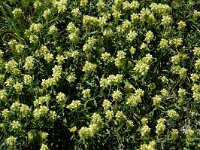 Sideritis hyssopifolia 3, Saxifraga-Jan van der Straaten