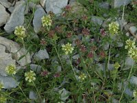 Sideritis hyssopifolia 4, Saxifraga-Jan van der Straaten