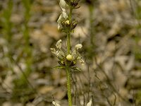 Sideritis hyssopifolia 7, Saxifraga-Willem van Kruijsbergen