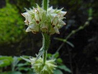 Sideritis infernalis 2, Saxifraga-Ed Stikvoort