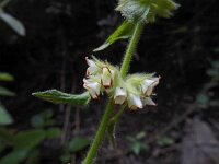 Sideritis infernalis 3, Saxifraga-Ed Stikvoort