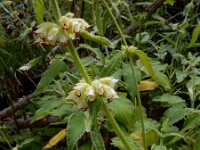 Sideritis infernalis 4, Saxifraga-Ed Stikvoort