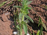 Sideritis romana 1, Saxifraga-Jeroen Willemsen