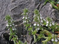 Sideritis romana 2, Saxifraga-Jeroen Willemsen