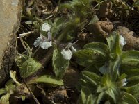 Sideritis romana 3, Saxifraga-Jan van der Straaten