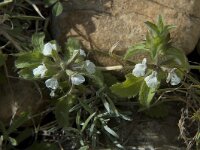 Sideritis romana 4, Saxifraga-Jan van der Straaten