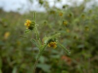 Sigesbeckia serrata
