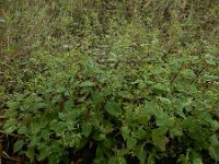 Sigesbeckia serrata 4, Pauluskruid, Saxifraga-Ed Stikvoort : A900