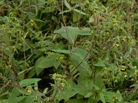 Sigesbeckia serrata 6, Pauluskruid, Saxifraga-Ed Stikvoort : A900