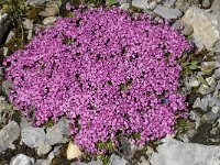 Silene acaulis 10, Saxifraga-Willem van Kruijsbergen