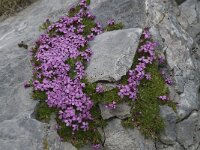 Silene acaulis 11, Saxifraga-Willem van Kruijsbergen