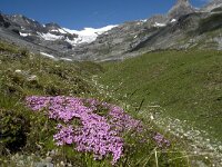 Silene acaulis 12, Saxifraga-Willem van Kruijsbergen
