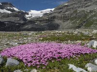 Silene acaulis 13, Saxifraga-Willem van Kruijsbergen