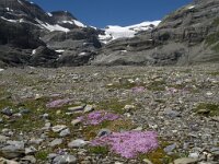 Silene acaulis 14, Saxifraga-Willem van Kruijsbergen