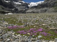 Silene acaulis 15, Saxifraga-Willem van Kruijsbergen