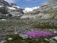 Silene acaulis 16, Saxifraga-Willem van Kruijsbergen