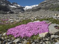 Silene acaulis 17, Saxifraga-Willem van Kruijsbergen